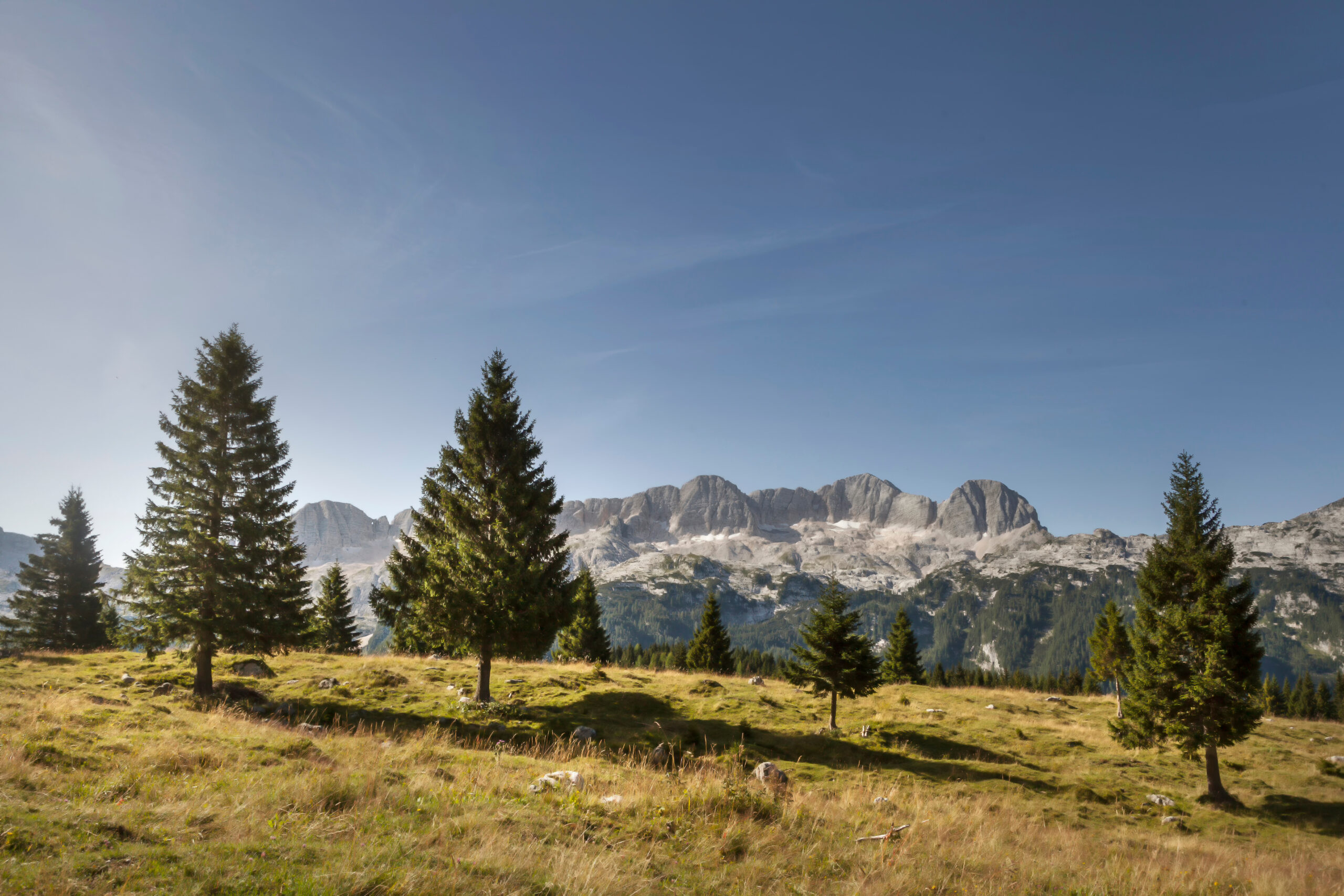 Spruce trees on an open alpine meadow with the limestone ridge of the Kanin massif behind, under a clear sky